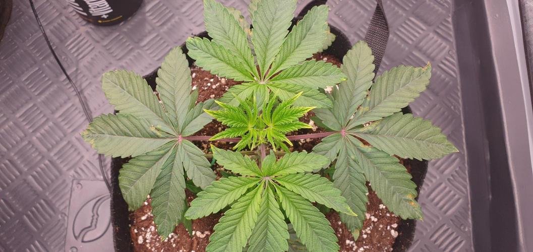 Daweed 4. Week 3 - Granny Candy 15cm