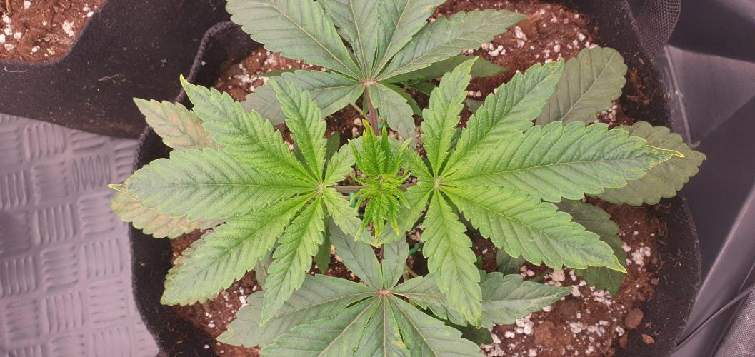 Daweed 4. Week 3 - Granny Candy 11cm