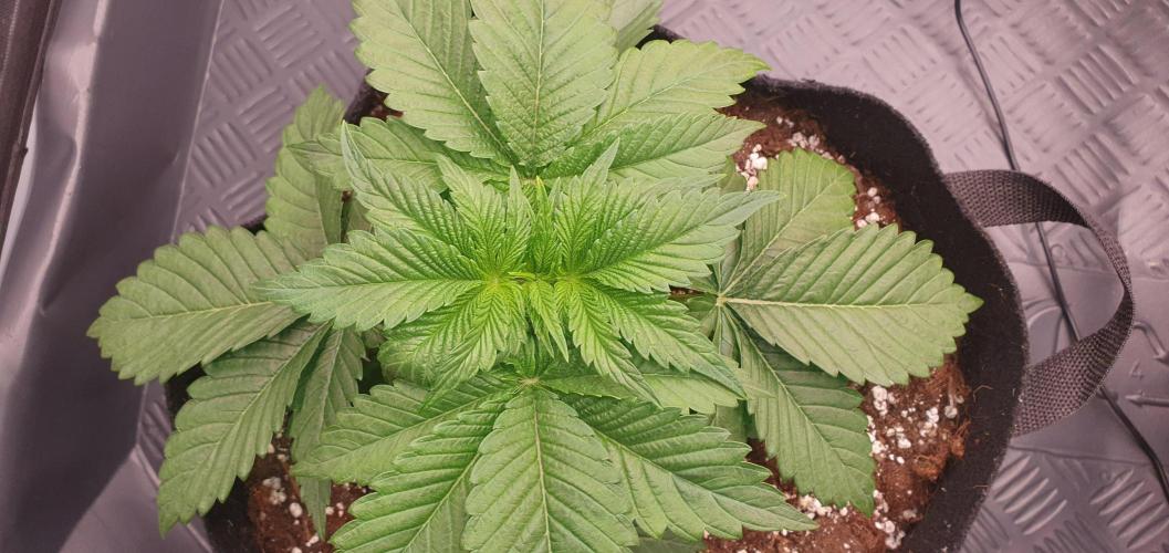 Daweed 4. Week 3 - Mimosa EVO 14cm