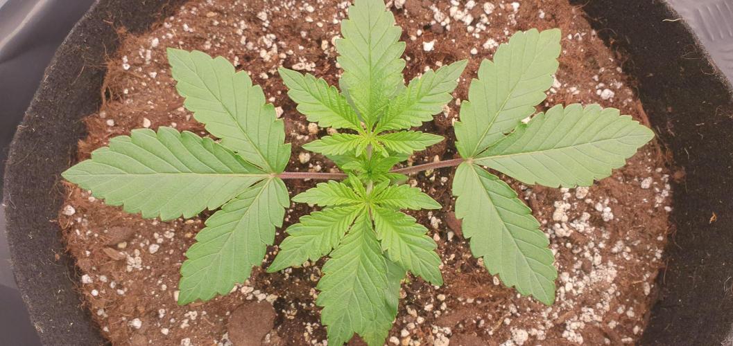 Daweed 4. Week 3 - Gelato 6cm 2 týden