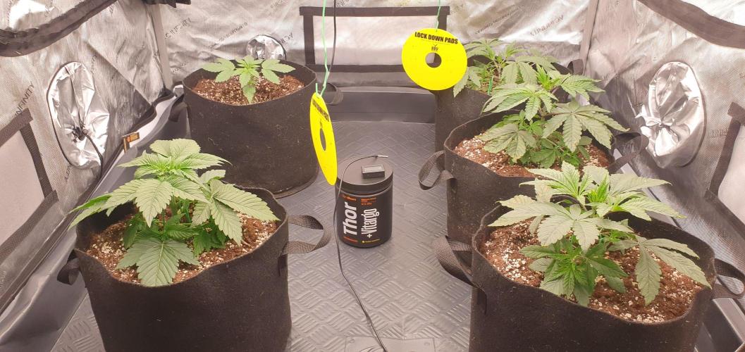 Daweed 4. Week 3 - ALL MY GIRLS