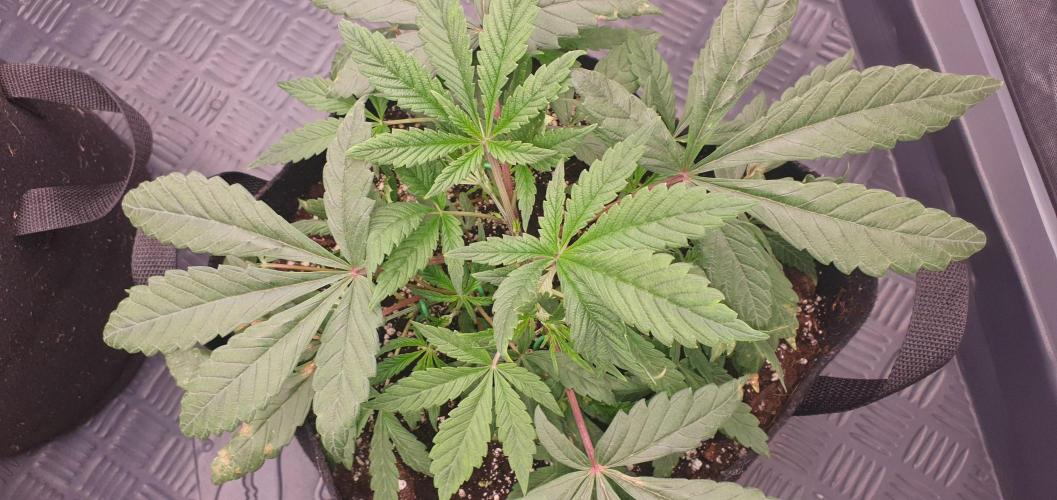 Daweed 4. Week 4 - Granny Candy 11cm