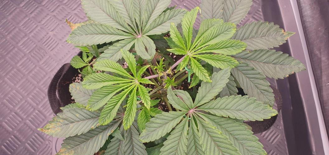 Daweed 4. Week 4 - Granny Candy 18 cm