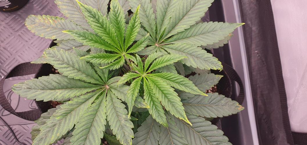 Daweed 4. Week 4 - Granny Candy 16cm