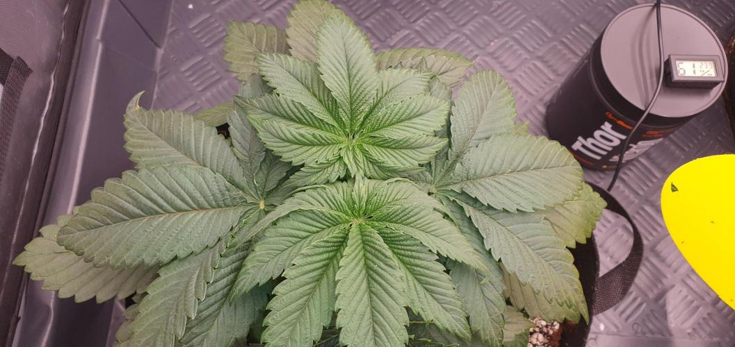 Daweed 4. Week 4 - Mimosa EVO 18cm