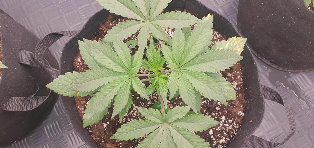 Daweed 4. Week 4 - Gelato 12cm