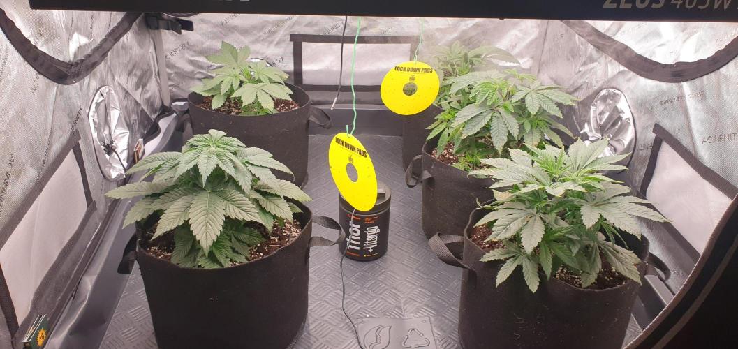 Daweed 4. Week 4 - ALL MY GIRLS