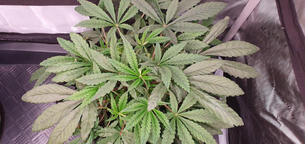 Daweed 4. Week 5 - Granny Candy 17cm