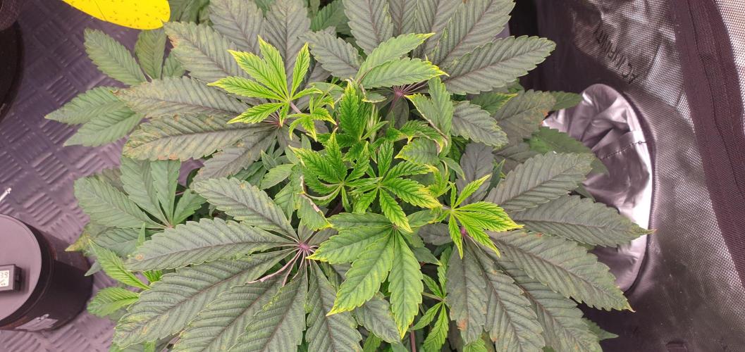 Daweed 4. Week 5 - Granny Candy 26cm