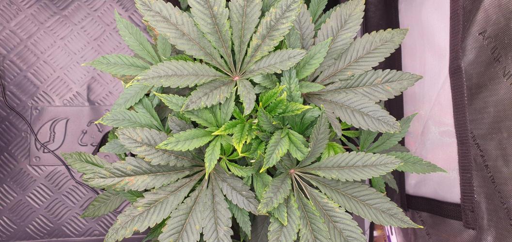 Daweed 4. Week 5 - Granny Candy 20cm