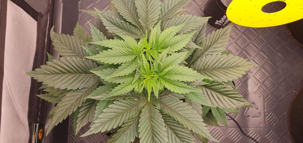 Daweed 4. Week 5 - Mimosa EVO 26cm