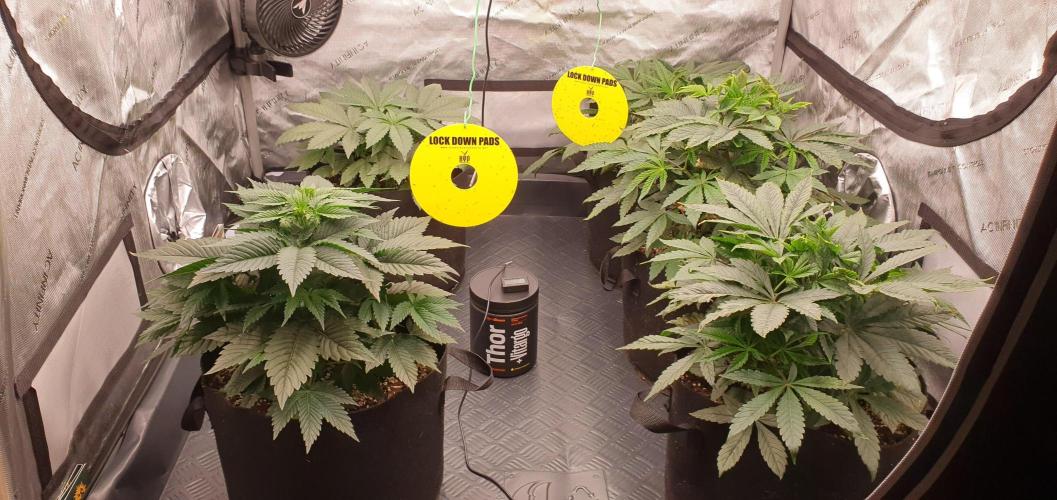 Daweed 4. Week 5 - ALL MY GIRLS