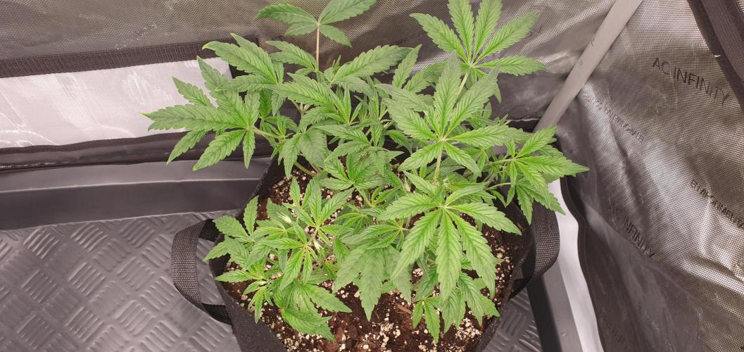 Daweed 4. Week 6 - Granny Candy 28cm