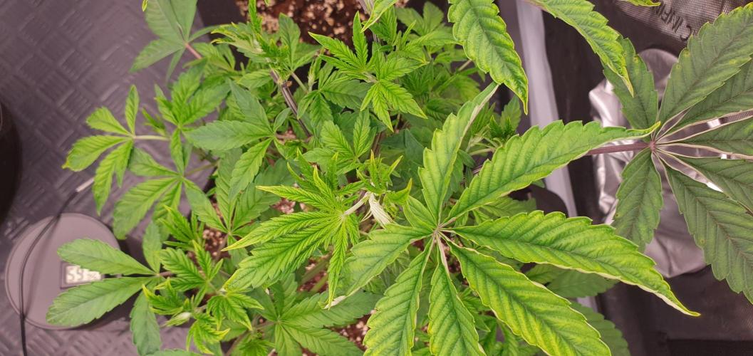 Daweed 4. Week 6 - Granny Candy 38cm