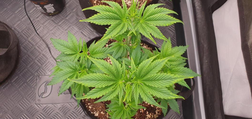 Daweed 4. Week 6 - Granny Candy 35cm