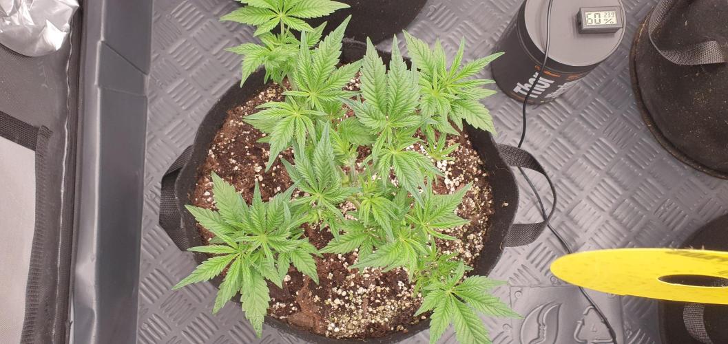 Daweed 4. Week 6 - Mimosa EVO 29cm