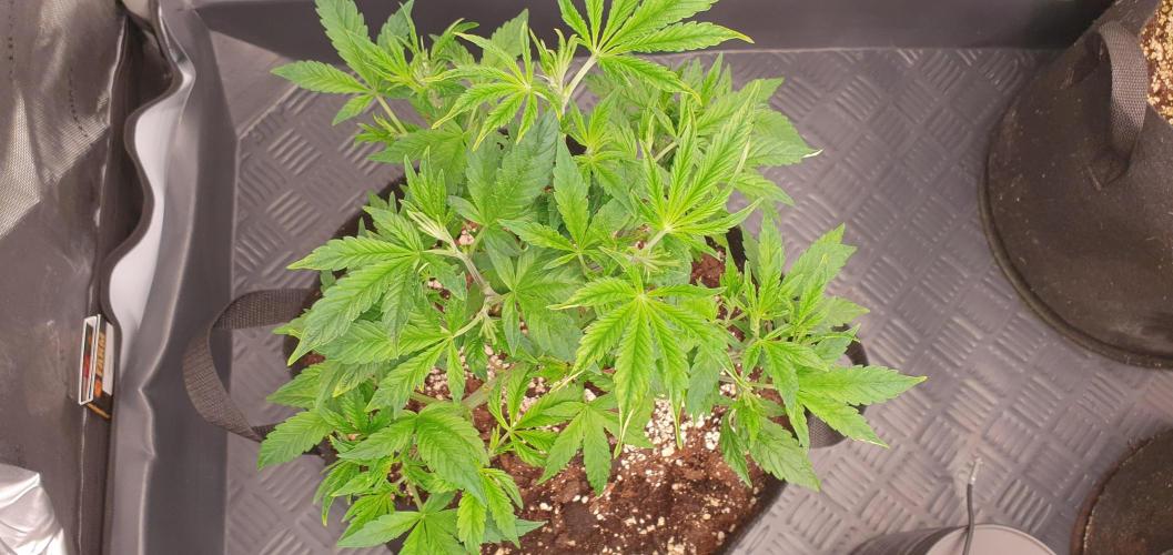 Daweed 4. Week 6 - Gelato 29cm