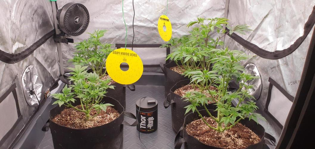 Daweed 4. Week 6 - ALL MY GIRLS