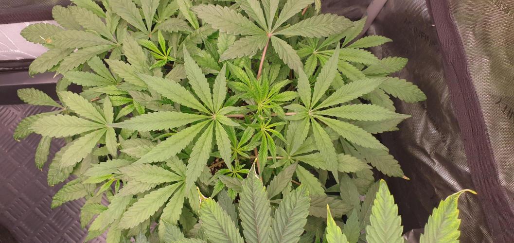 Daweed 4. Week 7 - Granny Candy 33cm