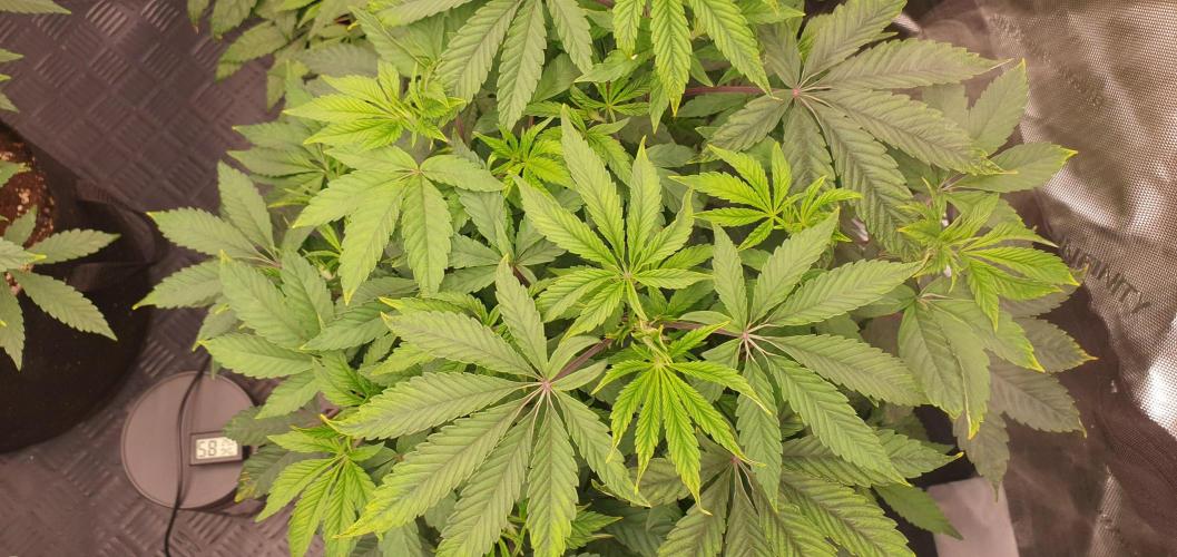 Daweed 4. Week 7 - Granny Candy 46cm