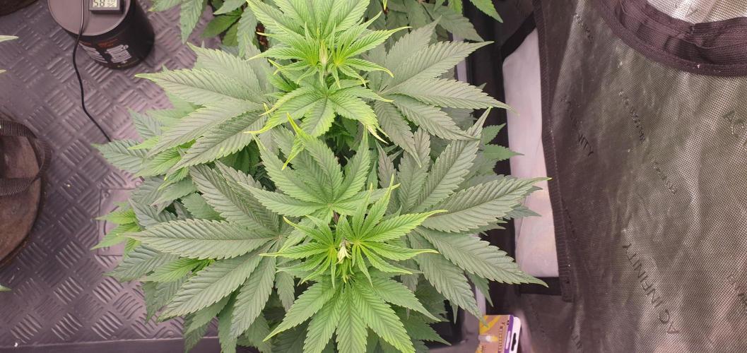 Daweed 4. Week 7 - Granny Candy 42cm