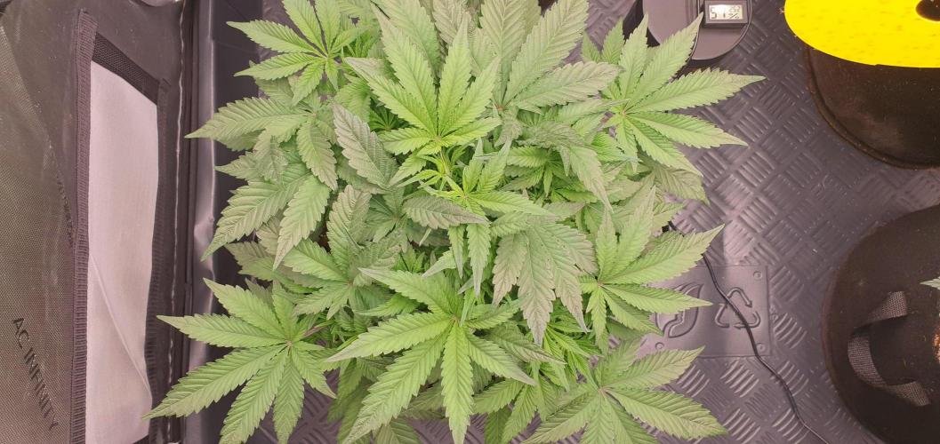 Daweed 4. Week 7 - Mimosa EVO 25cm