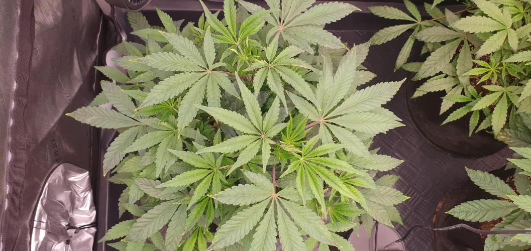 Daweed 4. Week 7 - Gelato 34cm