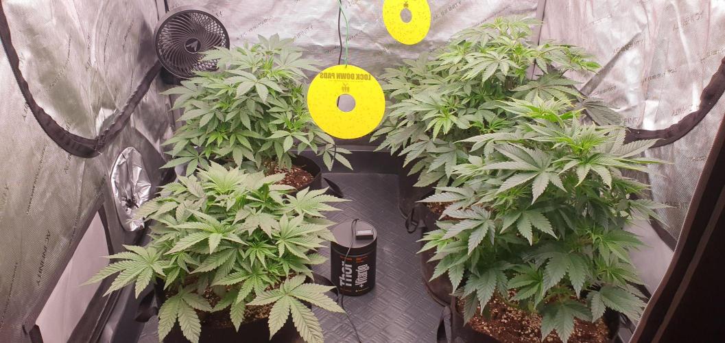 Daweed 4. Week 7 - ALL MY GIRLS