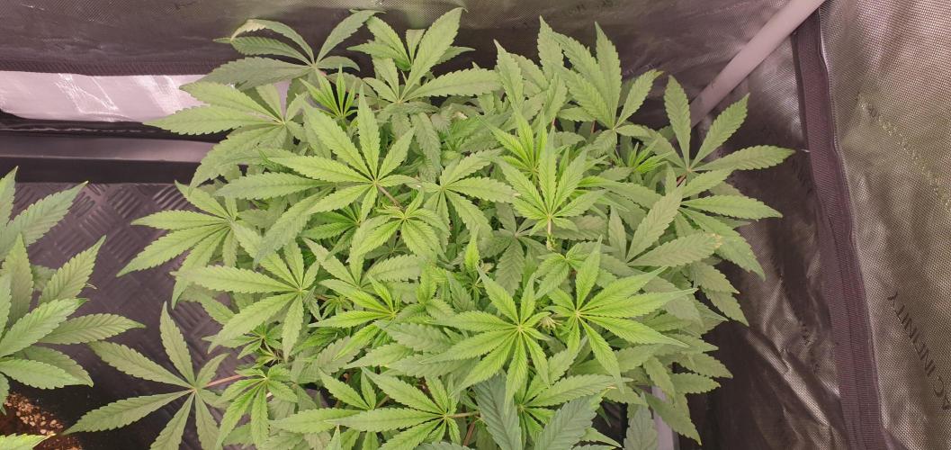 Daweed 4. Week 8 - Granny Candy 37cm