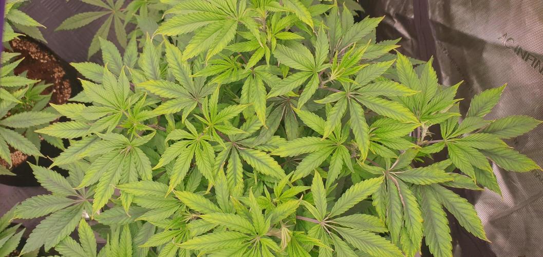 Daweed 4. Week 8 - Granny Candy 55cm