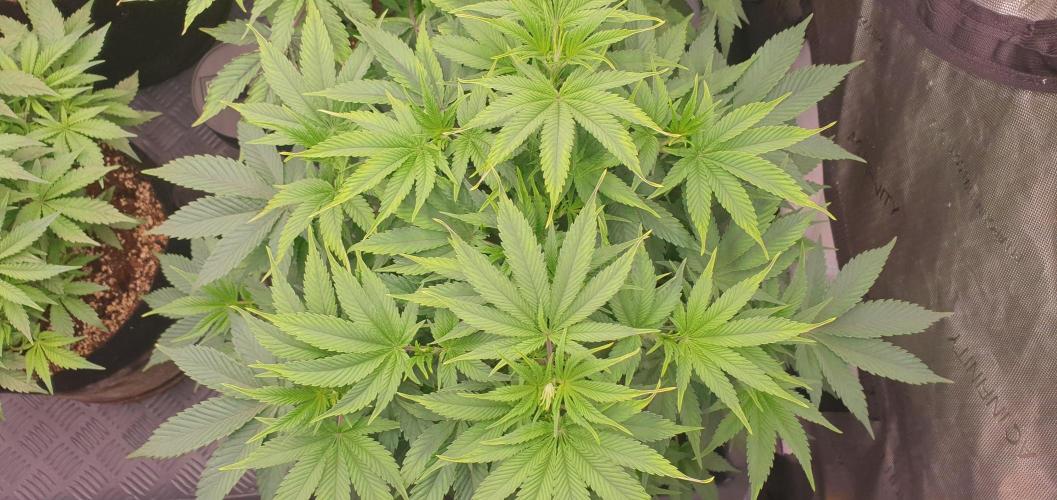 Daweed 4. Week 8 - Granny Candy 49cm