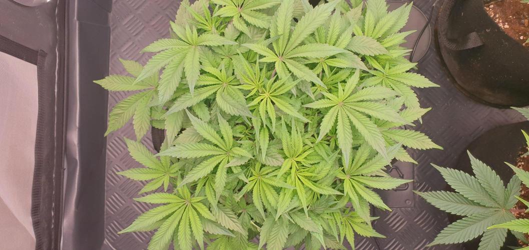 Daweed 4. Week 8 - Mimosa EVO 27cm