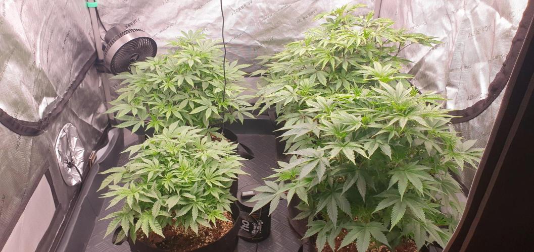 Daweed 4. Week 8 - ALL MY GIRLS