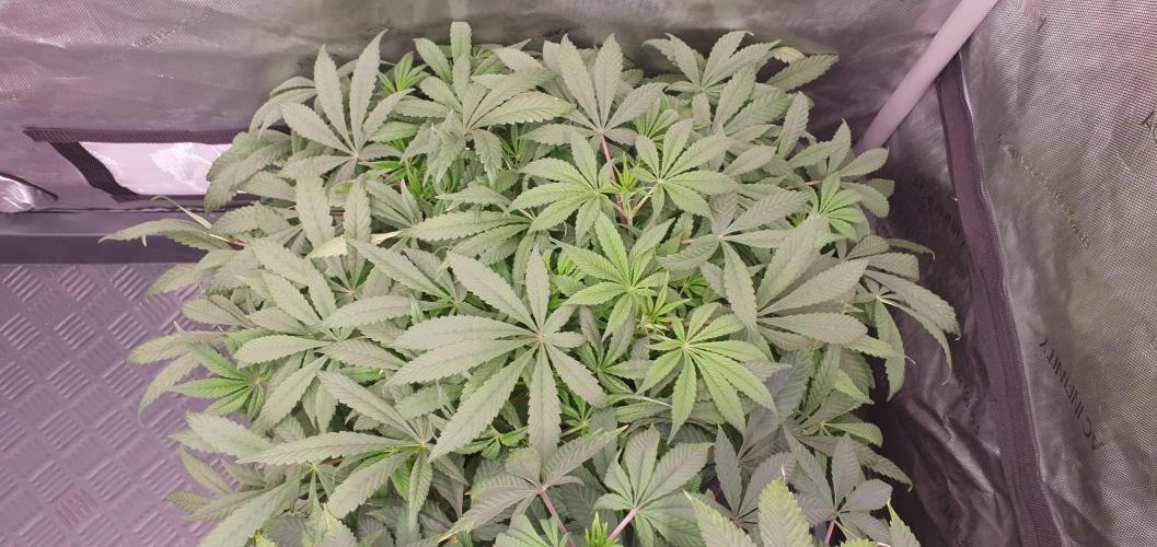 Daweed 4. Week 9 - Granny Candy 40cm