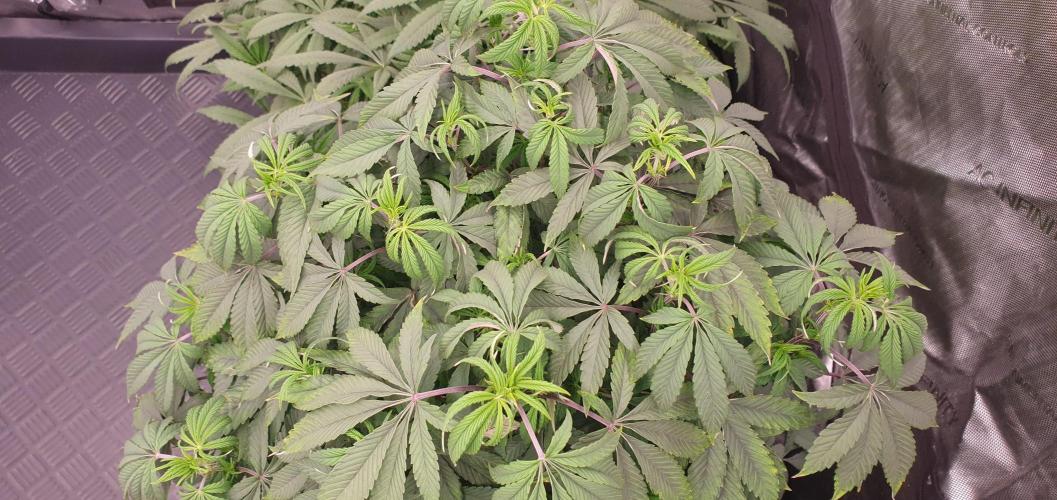 Daweed 4. Week 9 - Granny Candy 62cm