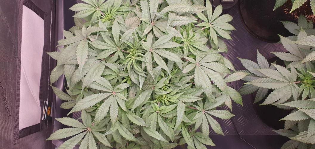 Daweed 4. Week 9 - Mimosa EVO 32cm