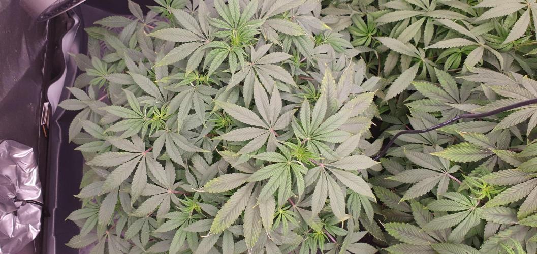 Daweed 4. Week 9 - Gelato 46cm