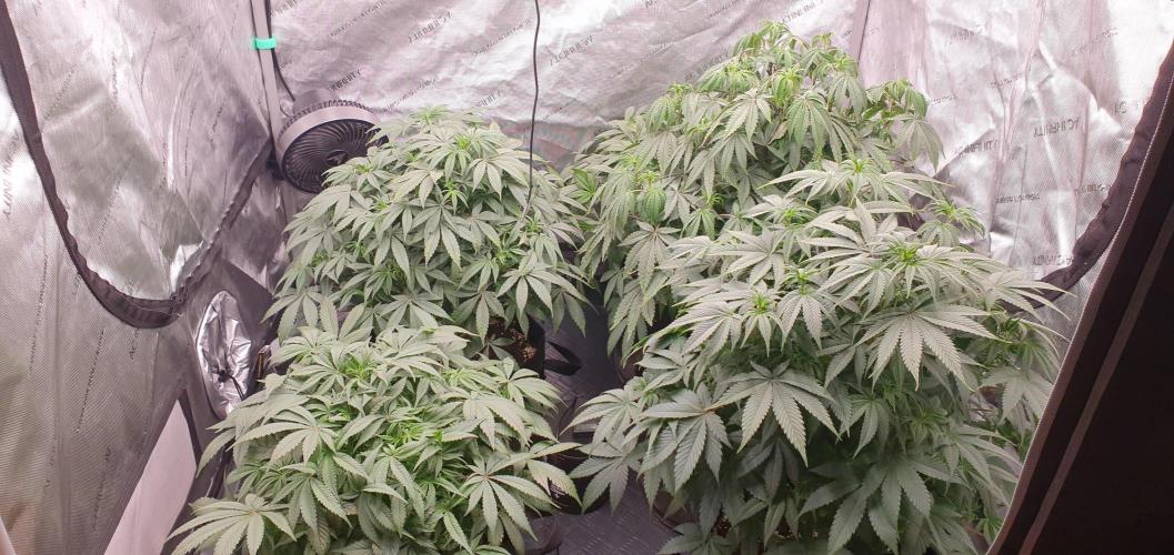 Daweed 4. Week 9 - ALL MY GIRLS