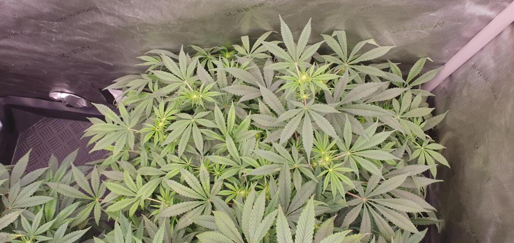 Daweed 4. Week 10 - Granny Candy 60cm