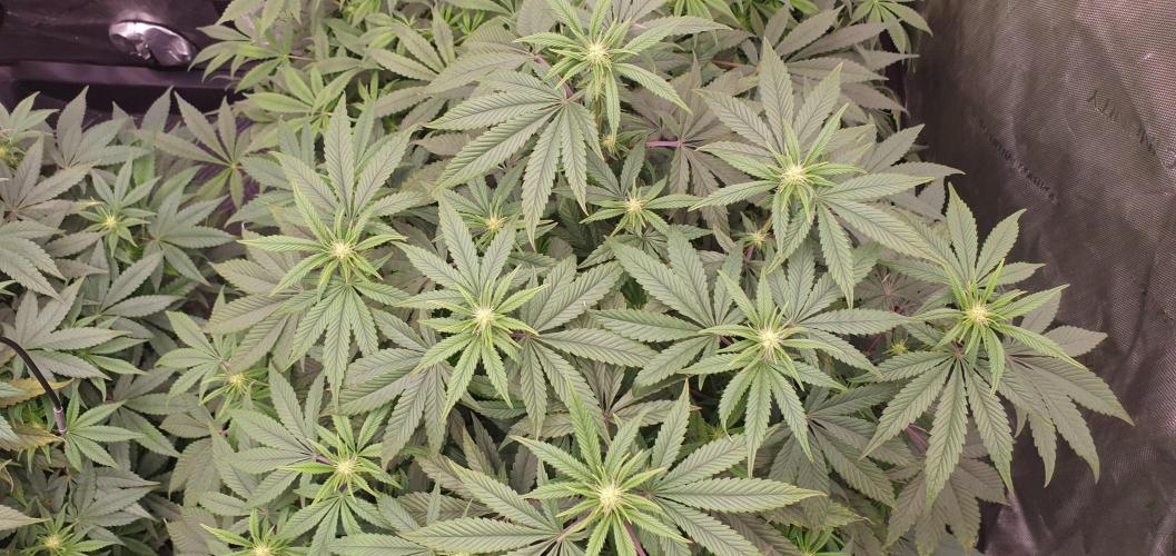 Daweed 4. Week 10 - Granny Candy 71cm