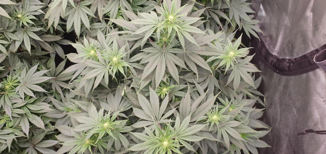 Daweed 4. Week 10 - Granny Candy 67cm