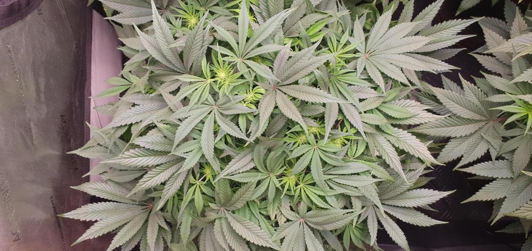 Daweed 4. Week 10 - Mimosa EVO 37cm