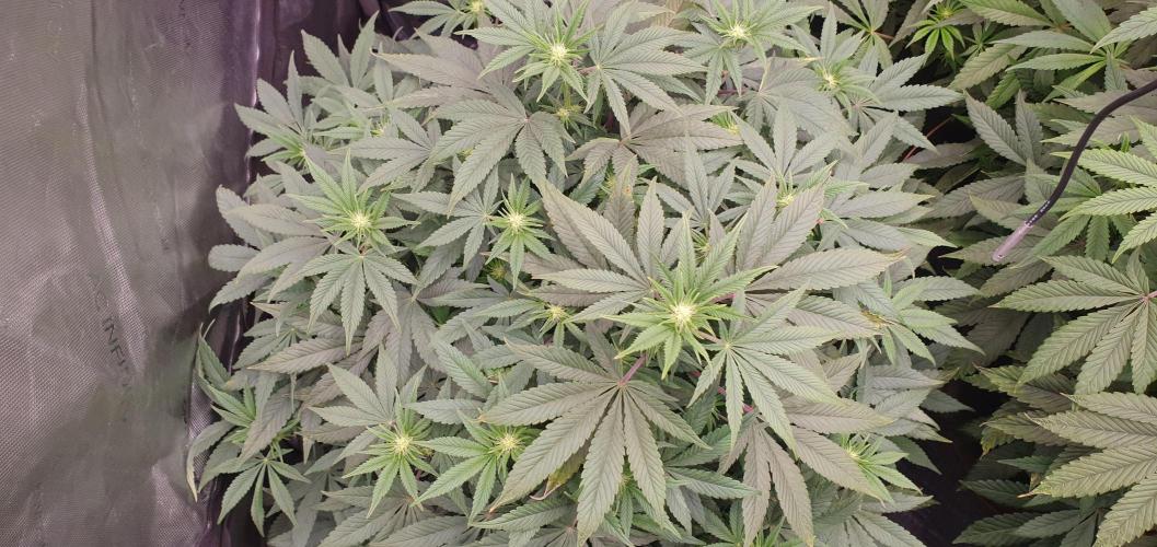 Daweed 4. Week 10 - Gelato 56cm