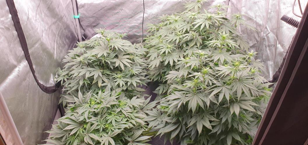 Daweed 4. Week 10 - ALL MY GIRLS