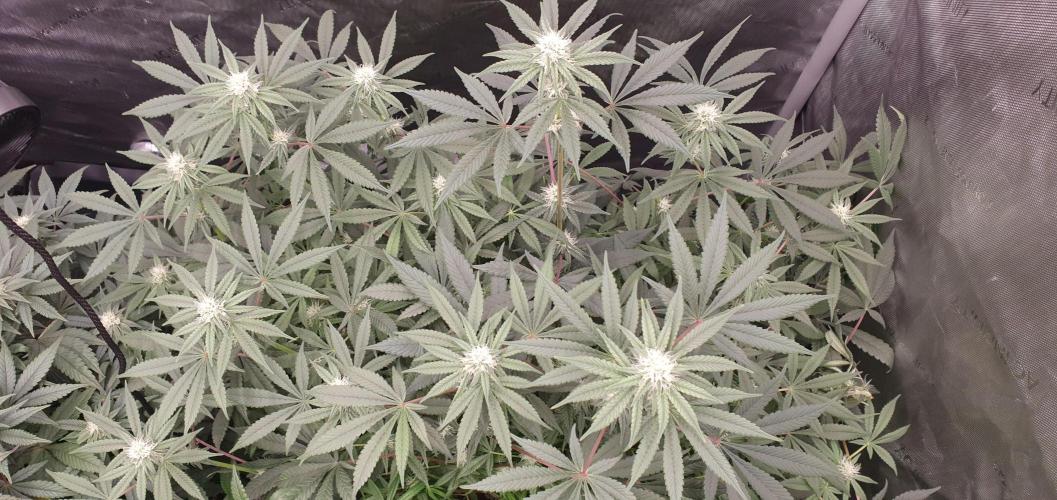 Daweed 4. Week 11 - Granny Candy 63cm