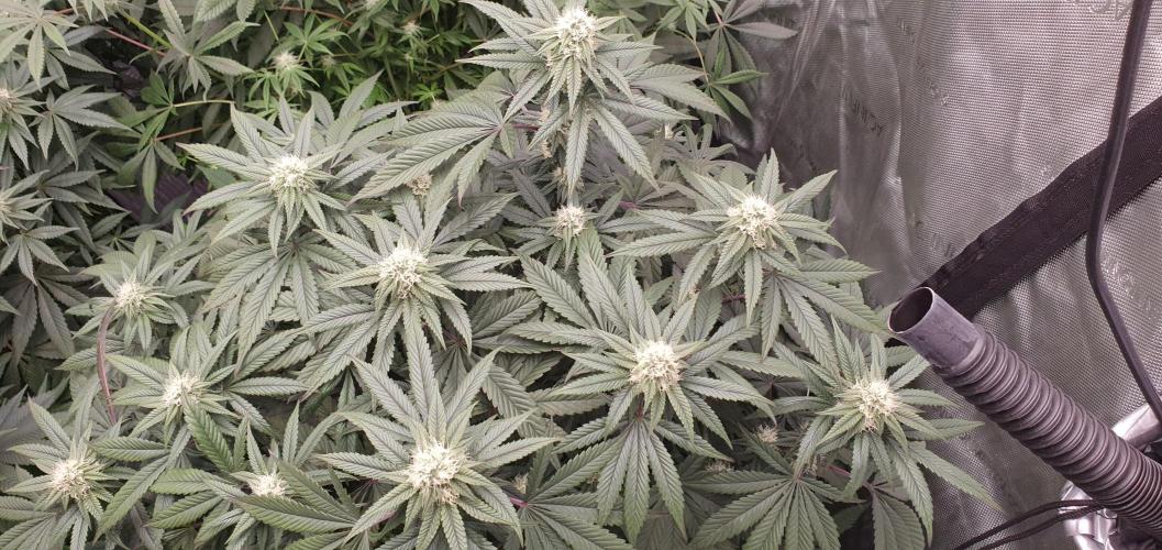 Daweed 4. Week 11 - Granny Candy 76cm