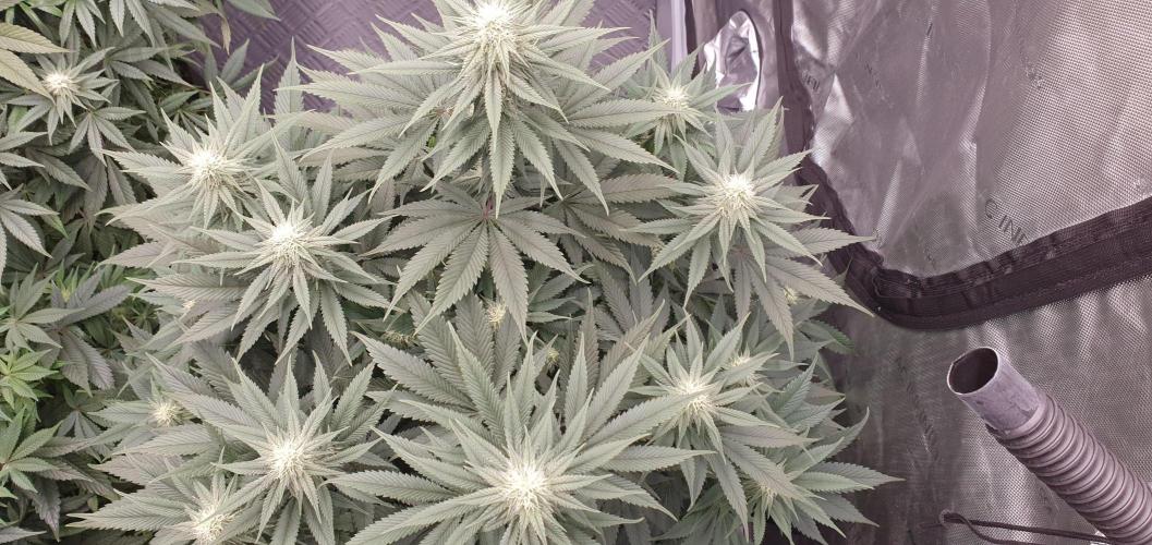 Daweed 4. Week 11 - Granny Candy 75cm