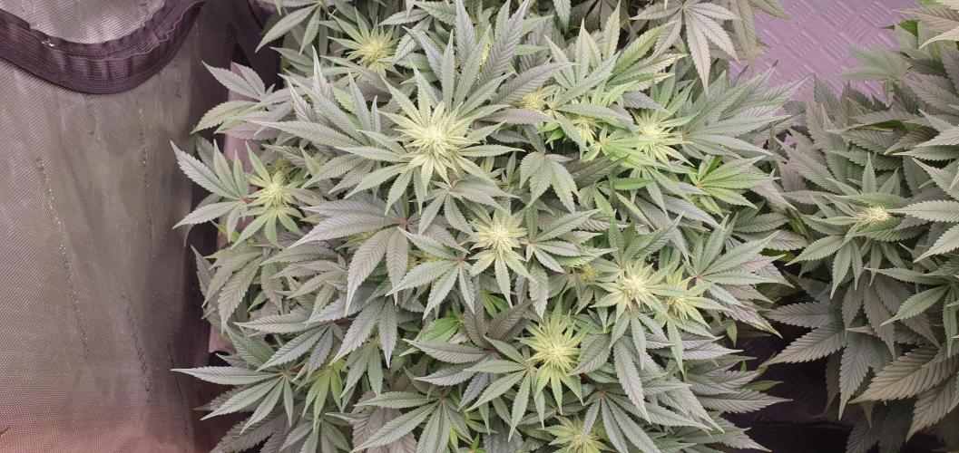 Daweed 4. Week 11 - Mimosa EVO 43cm