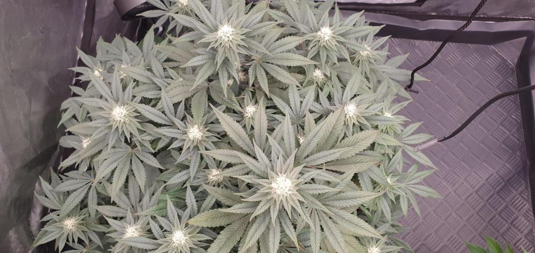 Daweed 4. Week 11 - Gelato 63cm