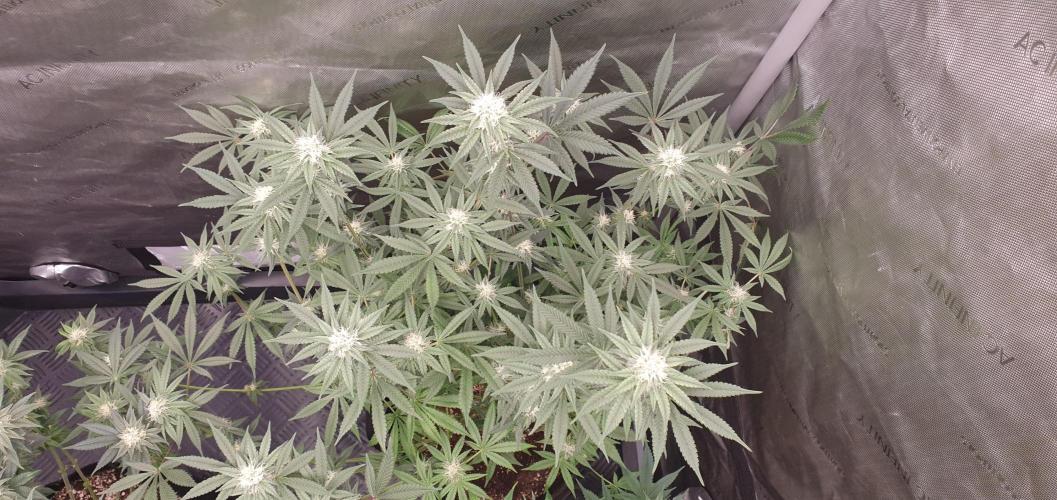 Daweed 4. Week 12 - Granny Candy 79cm